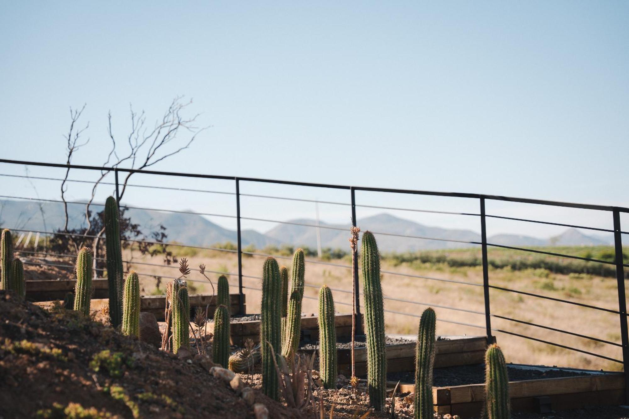 Bajo Estrellas Hotel Contemporaneo Valle de Guadalupe Exterior foto